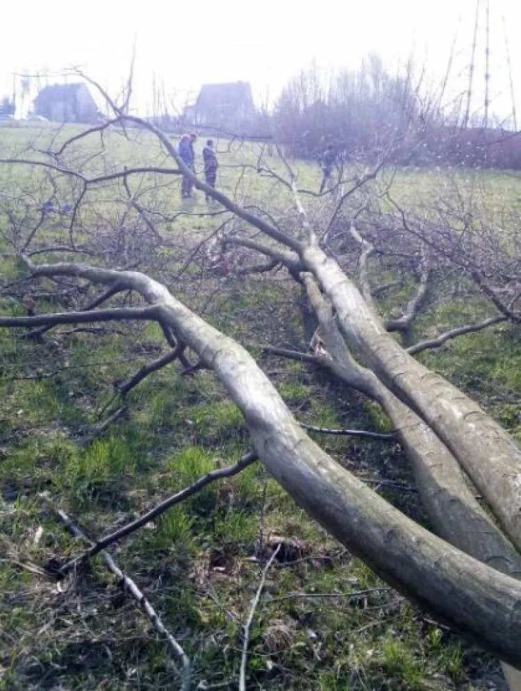 Mógł stracić życie przy wycince drzew