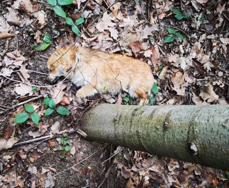 Ktoś zostawił psa z pętlą na szyi w lesie. Pomóżmy znaleźć winnego