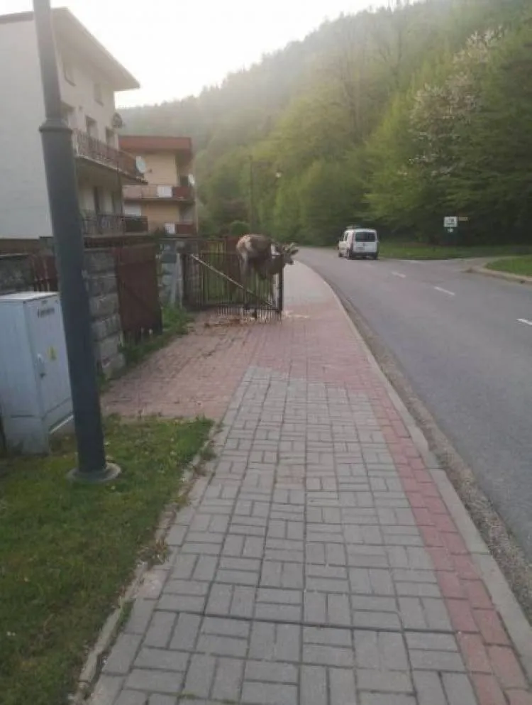 Piwniczna-Zdrój. Jeleń nabił się na ogrodzenie posesji
