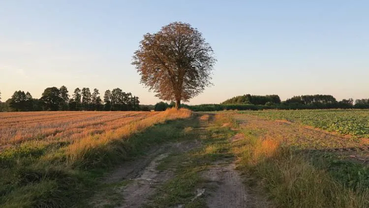 Gmina Korzenna daje zielone światło na sprzedaż 27 hektarów w Wojnarowej bez przetargu, komu i co tam powstanie?