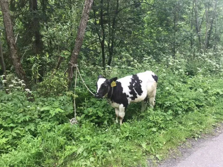Uhryń. Samochód osobowy zawisł na skarpie