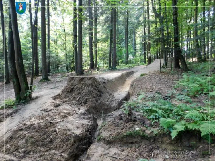 Lasek Falkowski Nowy Sącz