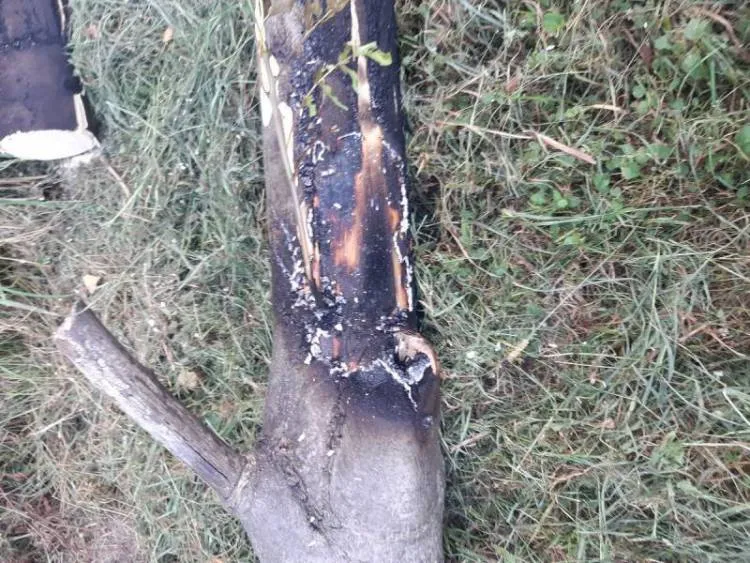 Barcice. Drzewo przewróciło się na linie energetyczne