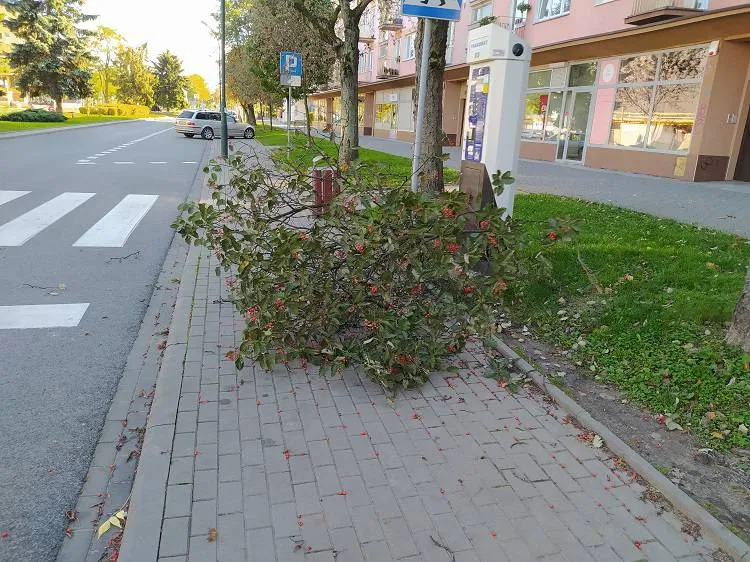 W weekend strażacy usuwali skutki silnego wiatru na Sądecczyźnie