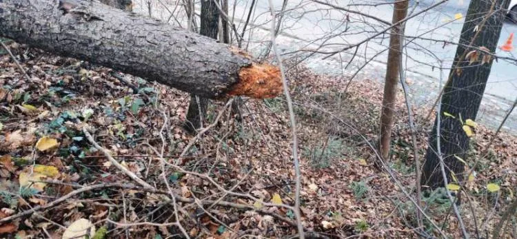 Rdziostów: Drzewo nadgryzione przez bobry mogło spaść na drogę