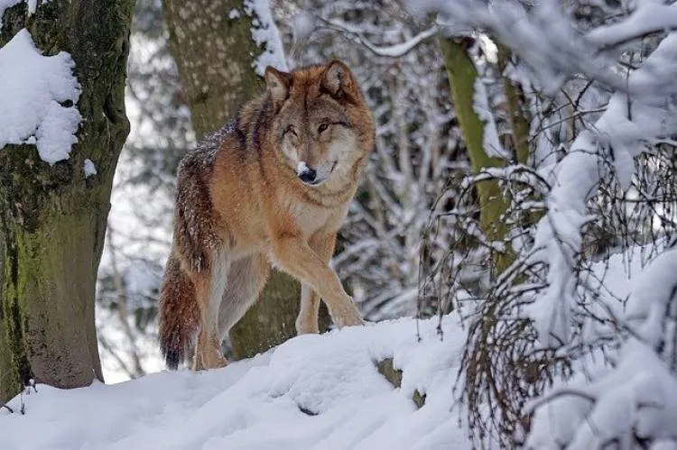 Na terenie gminy Korzenna pojawiły się wilki