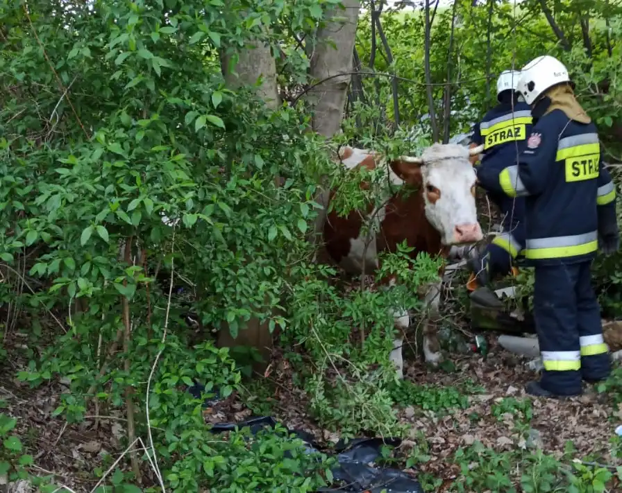 Niecodzienna akcja strażaków. Ratowali krowę, która utknęła w suchym korycie potoku