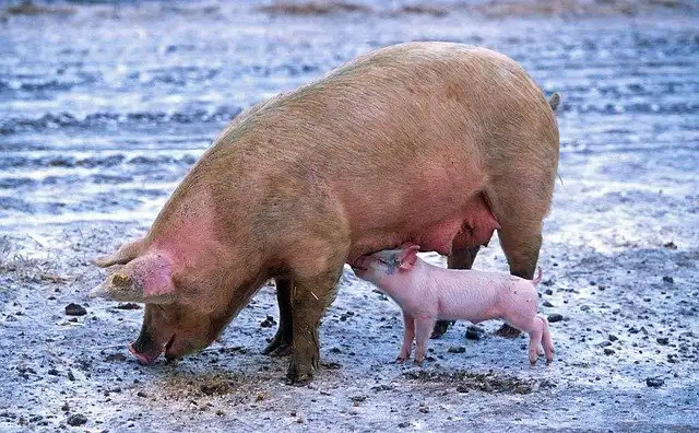 Przypadek Afrykańskiego pomoru świń w powiecie tarnowskim