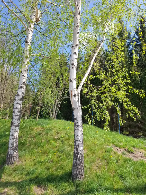 Wiosenne trele w Starym Sączu. Nowe domki dla ptaków