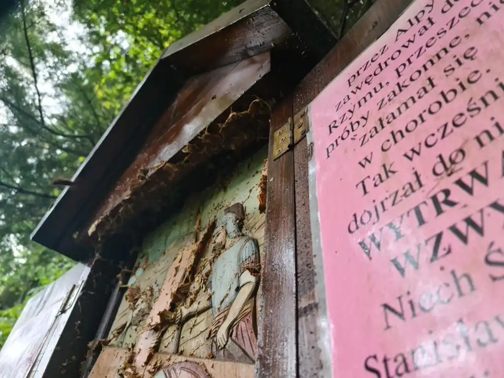 Tropie: szerszenie pogryzły pielgrzymów