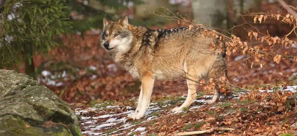 Wilki w gminie Moszczenica. Apel o ostrożność