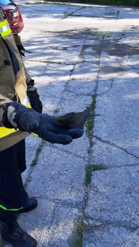 Nietypowa interwencja strażaków. Ratowali uwięzionego ptaka