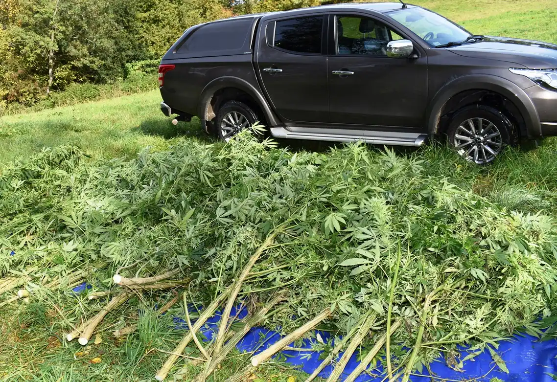 Policjanci z Jodłownika zlikwidowali plantację marihuany