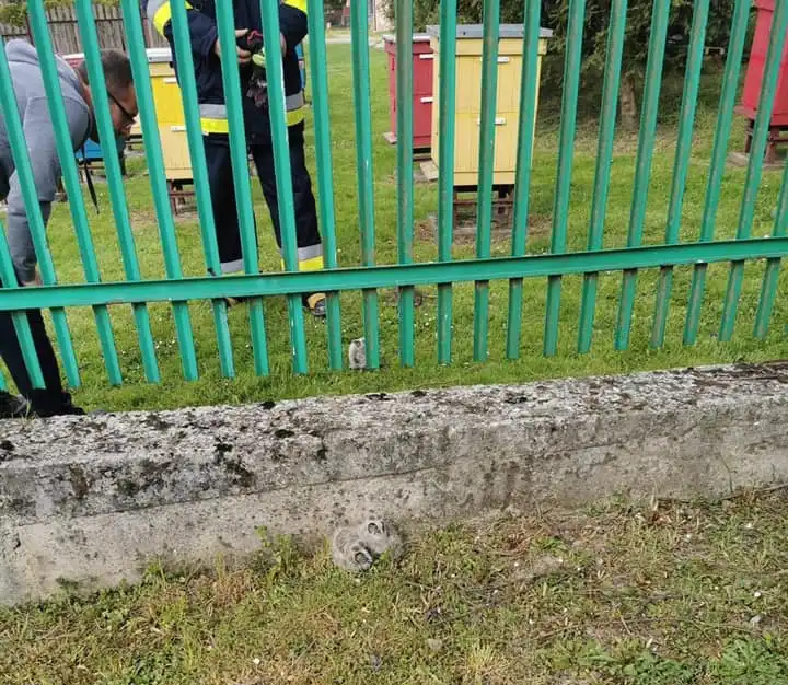 W Witowicach Dolnych małe sówki wypadły z gniazda. Pomogli im strażacy