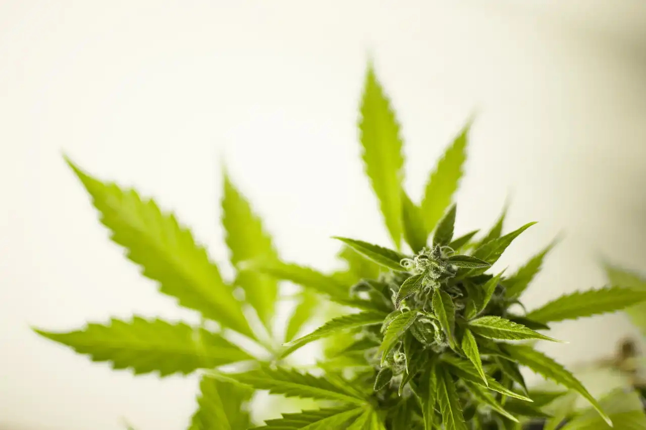 Marihuana o wartości blisko 1 mln zł w bagażu obywatela Malezji