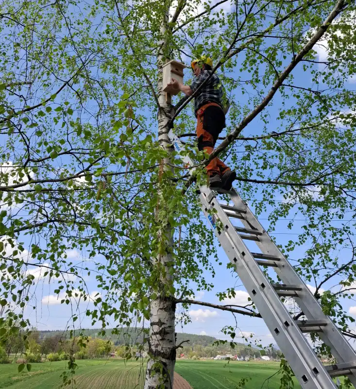 Wiosenne trele w Starym Sączu. Nowe domki dla ptaków