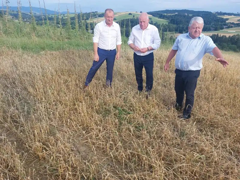 Wicewojewoda małopolski Ryszard Pagacz odwiedził Korzenną. Oglądał zniszczone uprawy