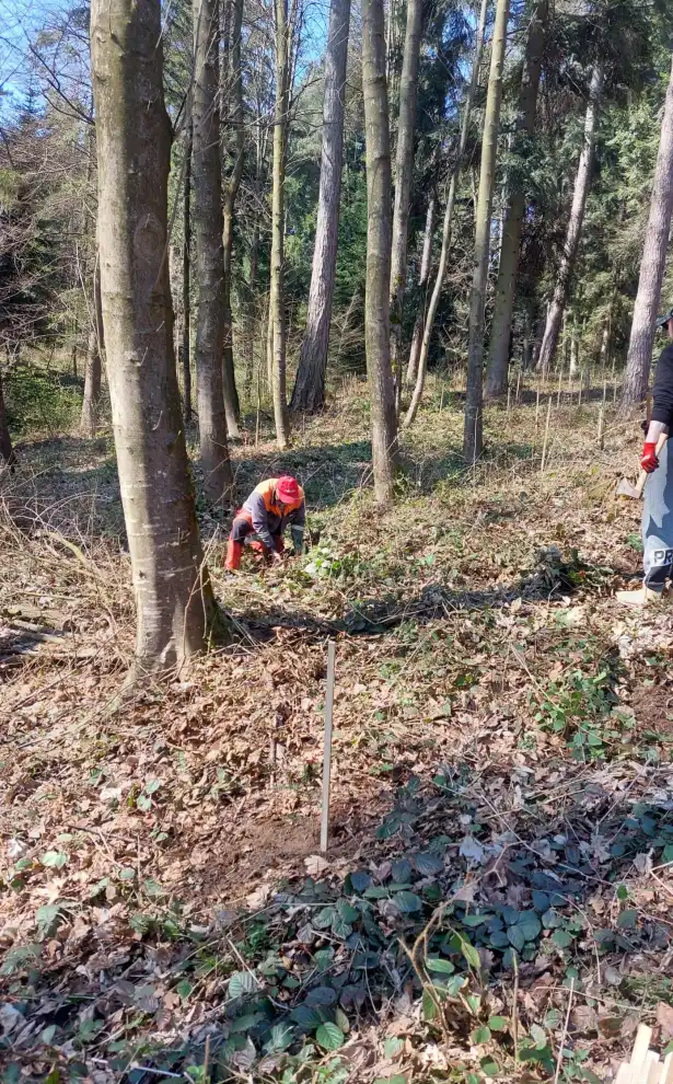 Stary Sącz się zazielenił! 1200 nowych jodeł na Miejskiej Górze