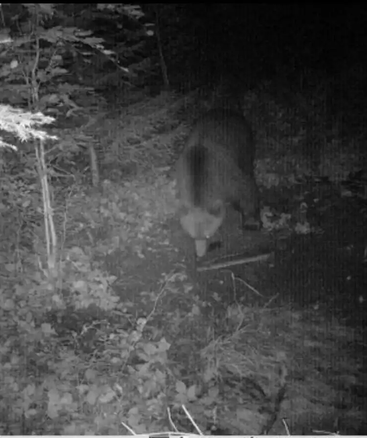 Na terenie Gminy Grybów pojawił się niedźwiedź brunatny