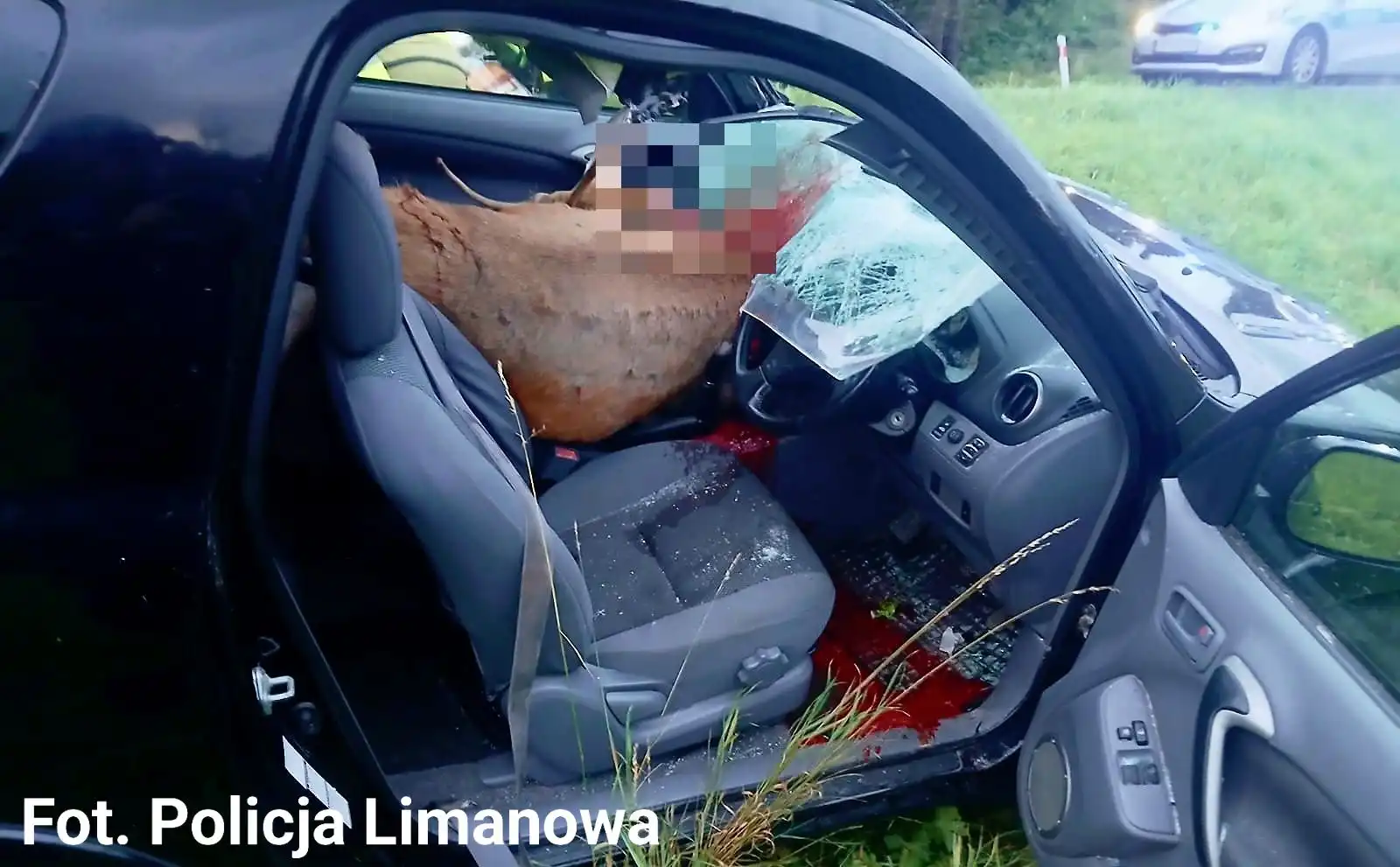 Toyota uderzyła w jelenia. Dwie osoby w szpitalu