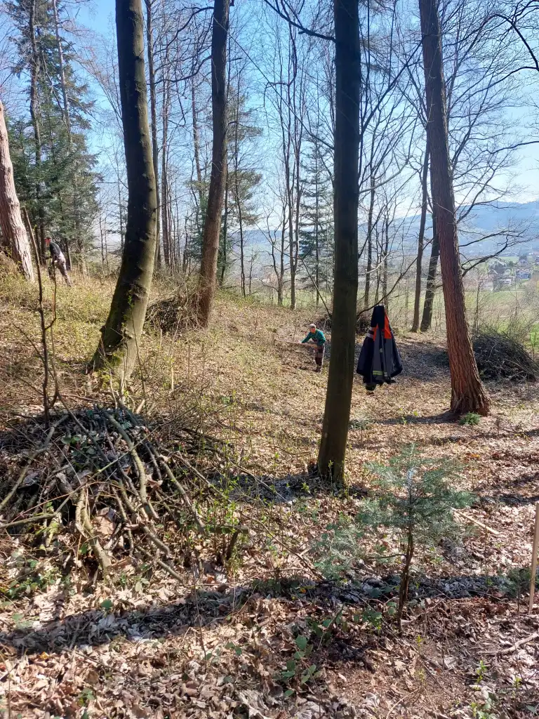 Stary Sącz się zazielenił! 1200 nowych jodeł na Miejskiej Górze